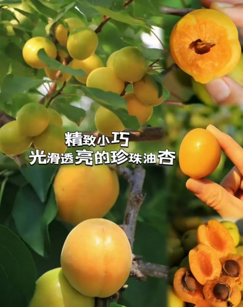 油杏，珍珠油杏，产地直发，一手货源，拒绝青果