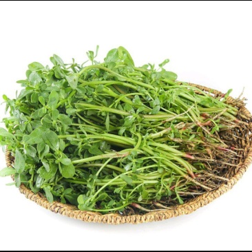 新鲜马齿苋，当天现挖现发