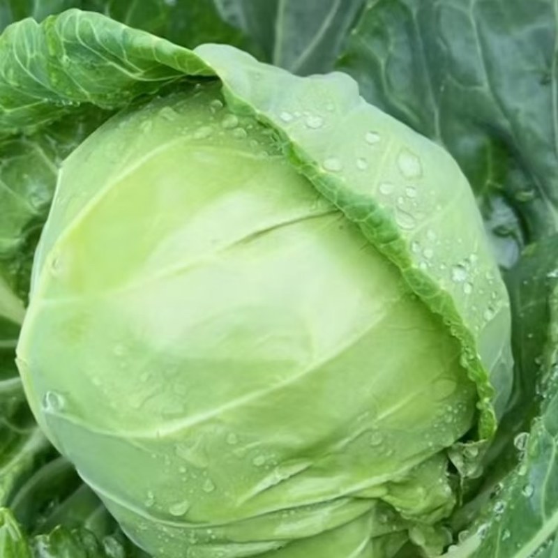 江苏精品甘蓝，产地直发大量上市，对接市场商超食堂