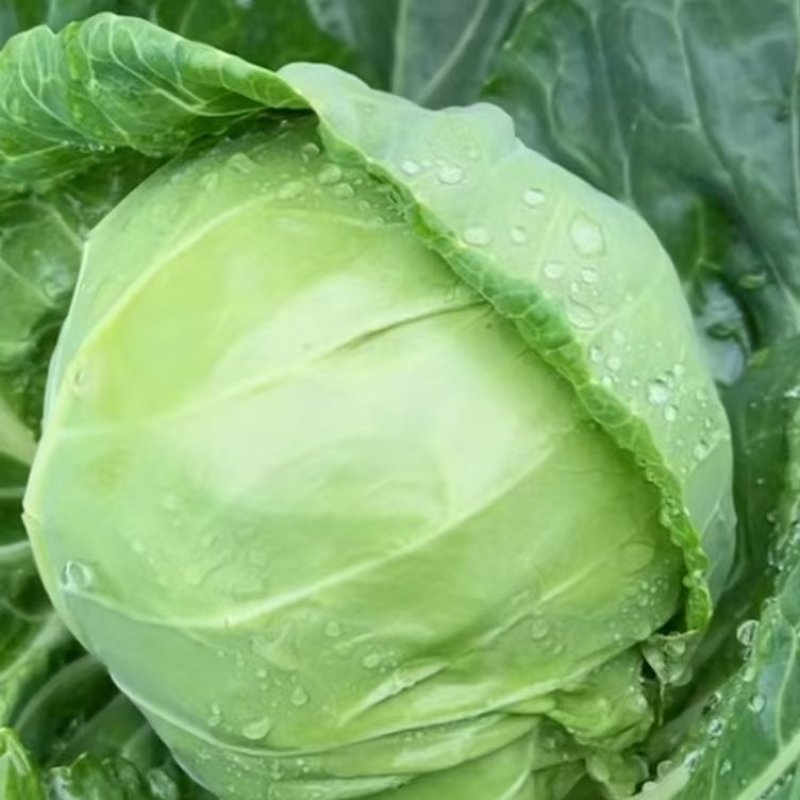 江苏精品甘蓝，产地直发大量上市，对接市场商超食堂