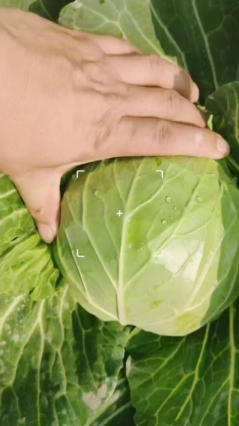 江苏精品甘蓝，产地直发大量上市，对接市场商超食堂