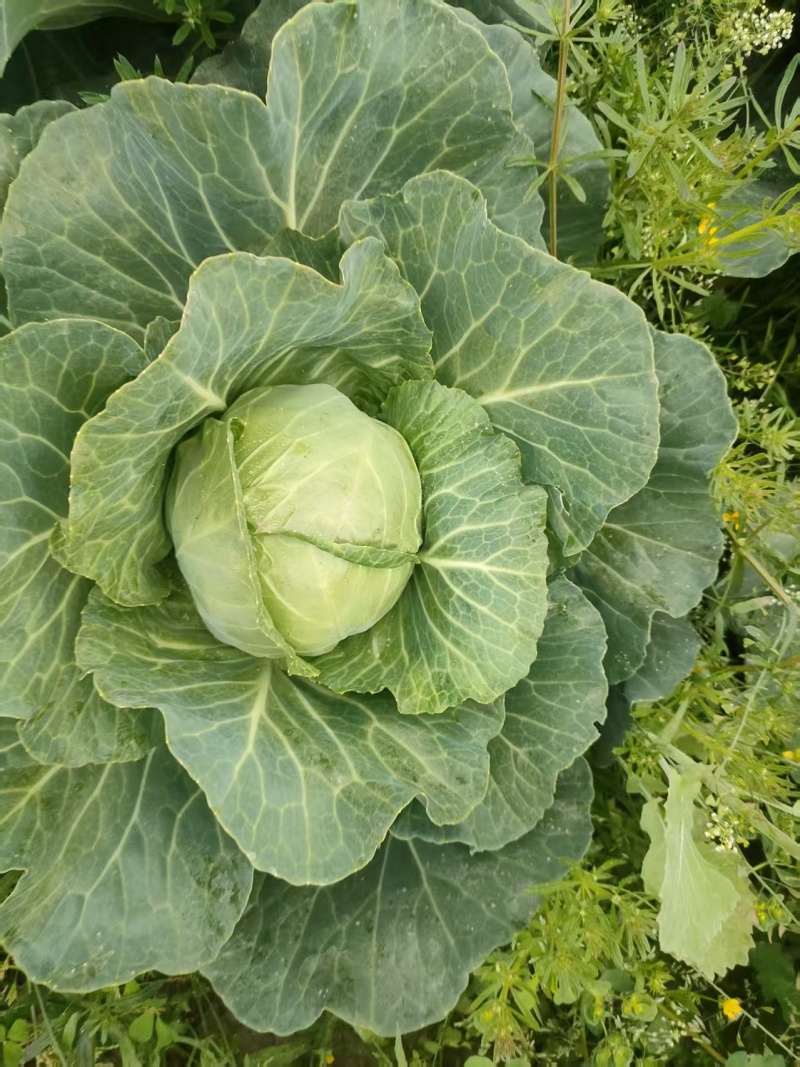 江苏精品甘蓝，产地直发大量上市，对接市场商超食堂