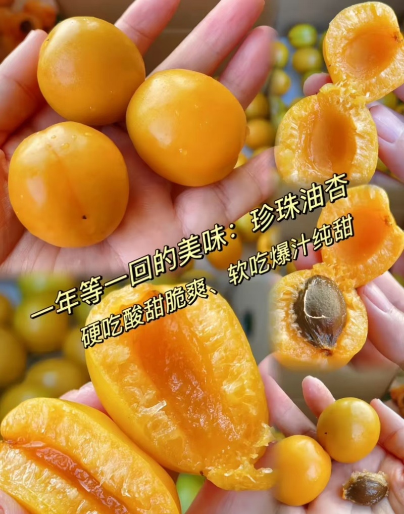 徂徕山珍珠油杏，现摘现发，一手货源，大量供应