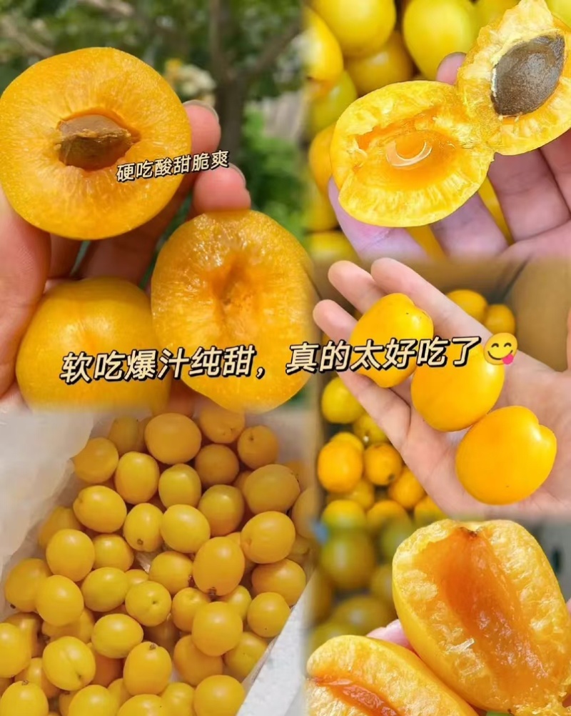 徂徕山珍珠油杏，现摘现发，一手货源，大量供应
