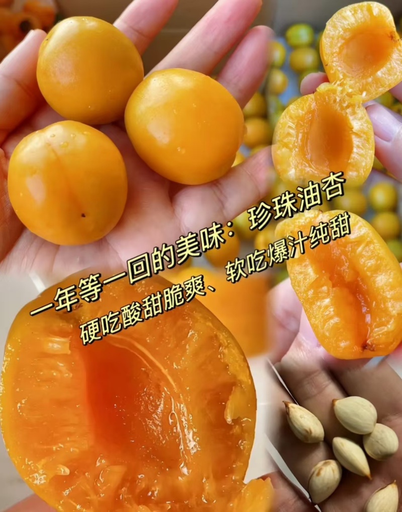 徂徕山珍珠油杏，现摘现发，一手货源，大量供应