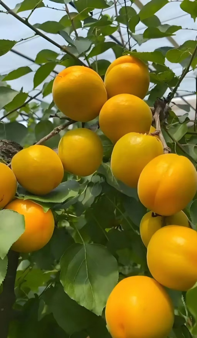 徂徕山珍珠油杏，现摘现发，一手货源，大量供应