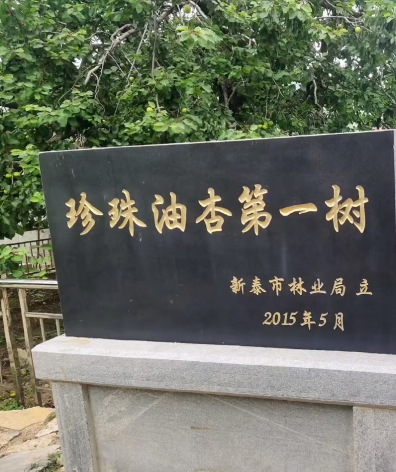 徂徕山珍珠油杏，现摘现发，一手货源，大量供应
