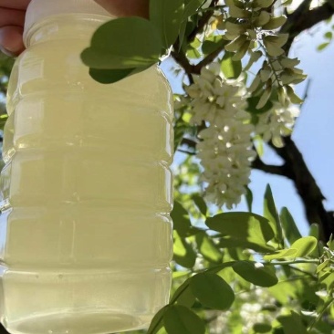 水白洋槐蜜，槐花蜜，广东蜂蜜，大量现货供应，货发全国