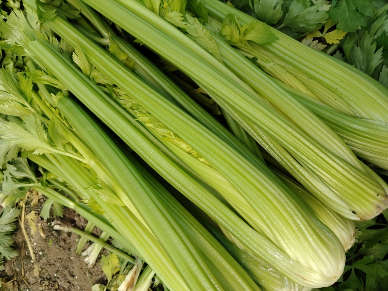 江苏精品西芹大量上市产地直发量大从优对接市场商超食堂