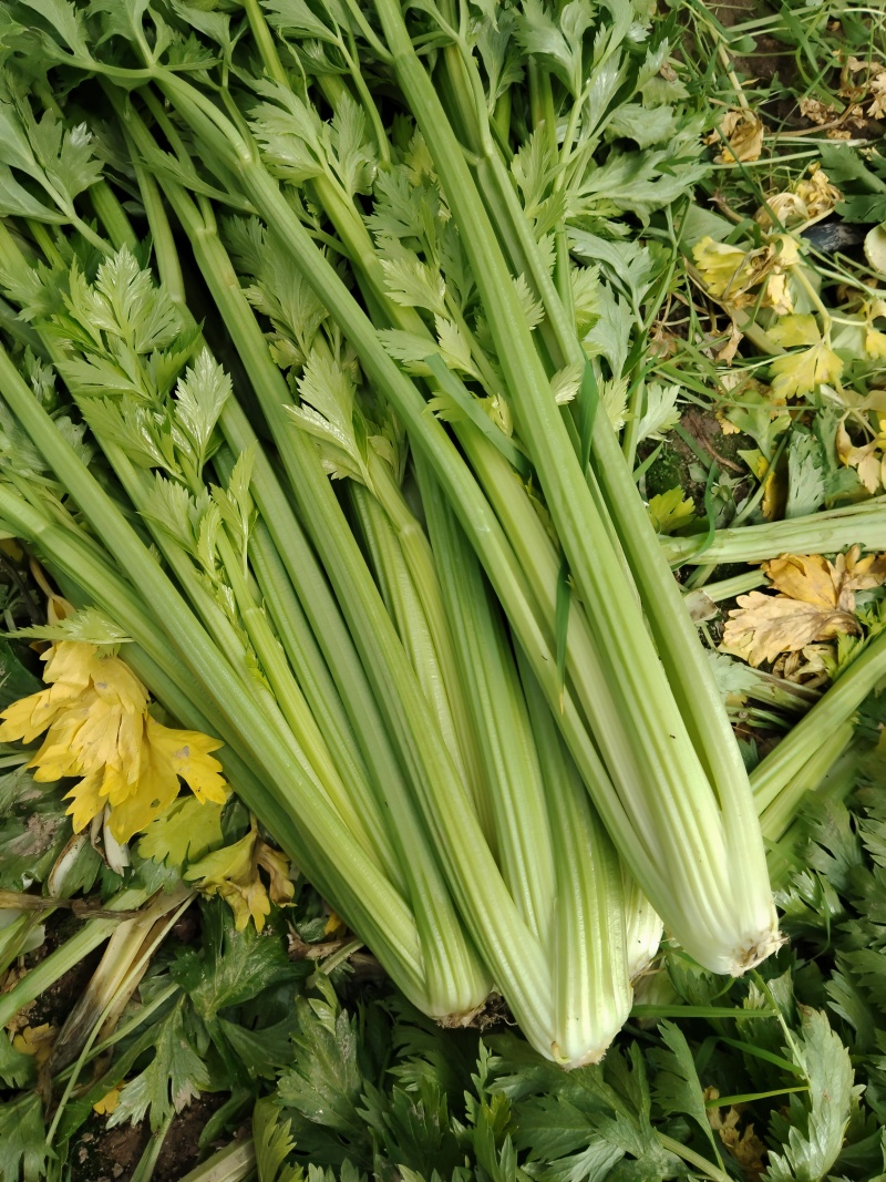 江苏精品西芹大量上市产地直发量大从优对接市场商超食堂