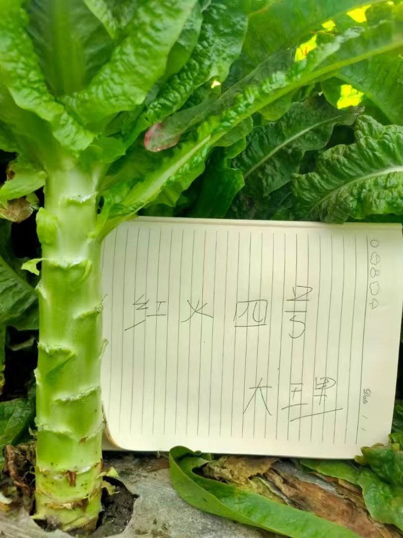 龙盛红火4号香莴笋种子青红尖叶春秋长直棒型莴笋种皮浅青肉