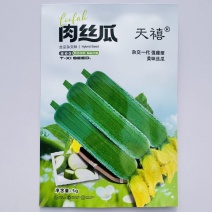 肉丝瓜种子杂交一代早熟长棒肉丝瓜种子强雌型嫩绿肉丝瓜种子