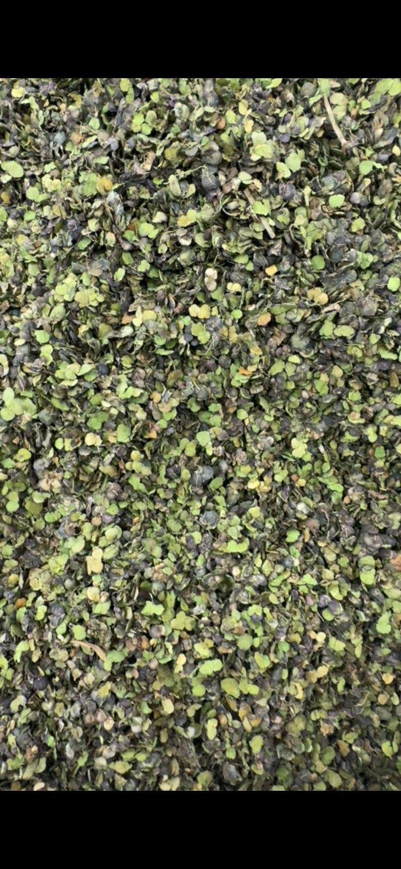 浮萍草中药材正品无硫正宗野生浮萍草批发零售