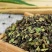 浮萍草中药材正品无硫正宗野生浮萍草批发零售