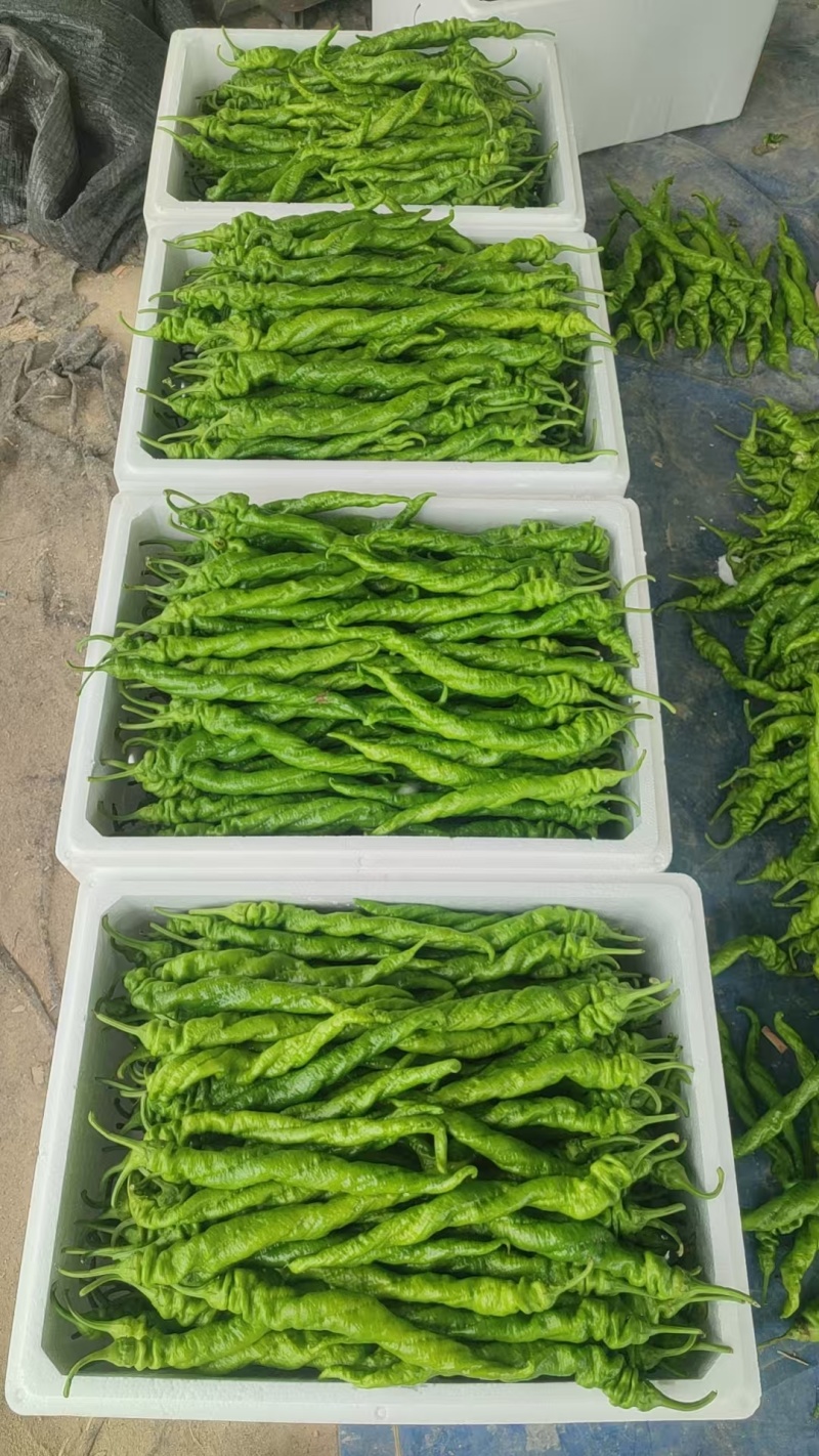 尖椒和螺丝椒每天大量上市中