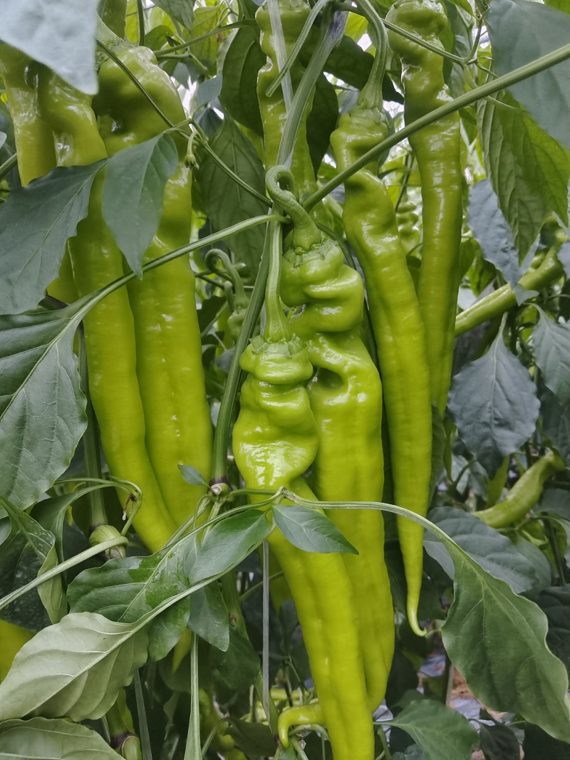 尖椒和螺丝椒每天大量上市中