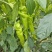 尖椒和螺丝椒每天大量上市中