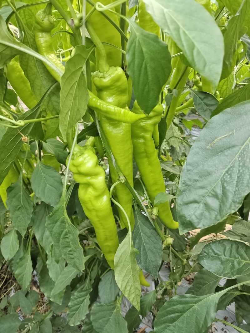 尖椒和螺丝椒每天大量上市中