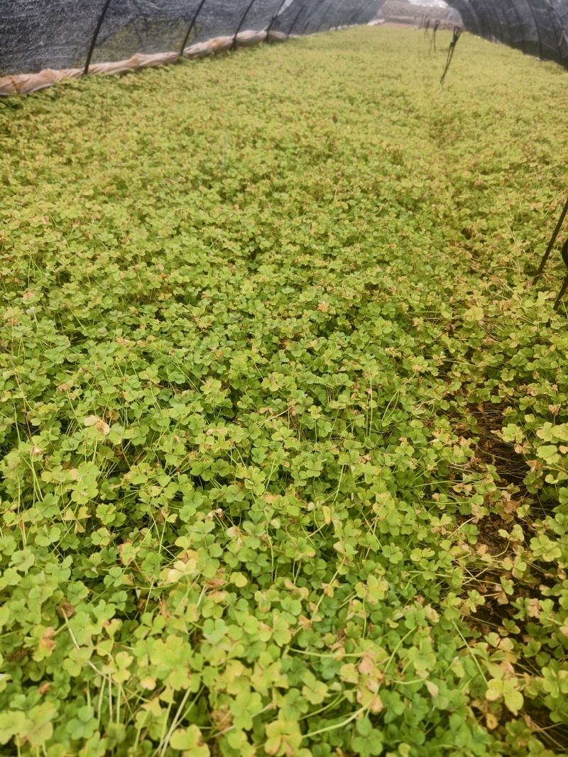 醡浆草