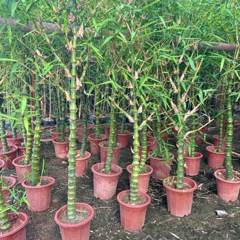 葫芦竹佛肚竹镇宅财运竹内外易养庭院绿植基地直销