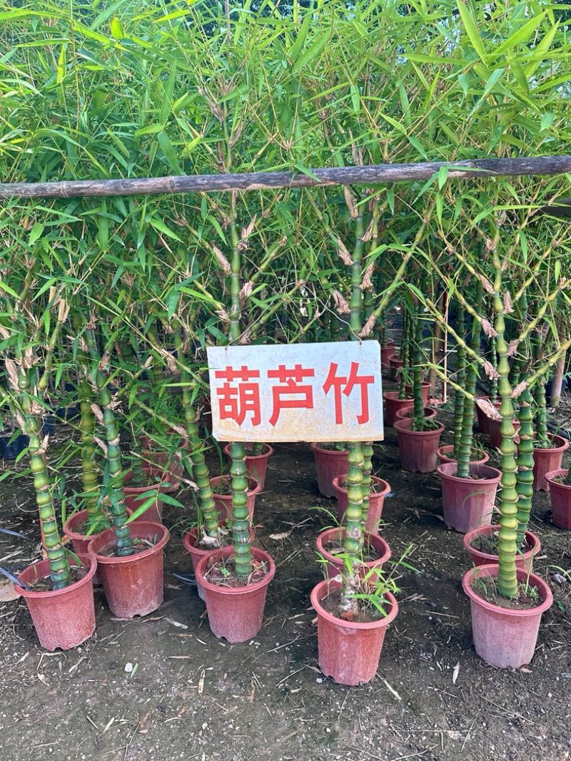 葫芦竹佛肚竹镇宅财运竹内外易养庭院绿植基地直销