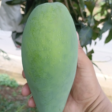 云南农民自种大青芒，质量保证，价格优惠！