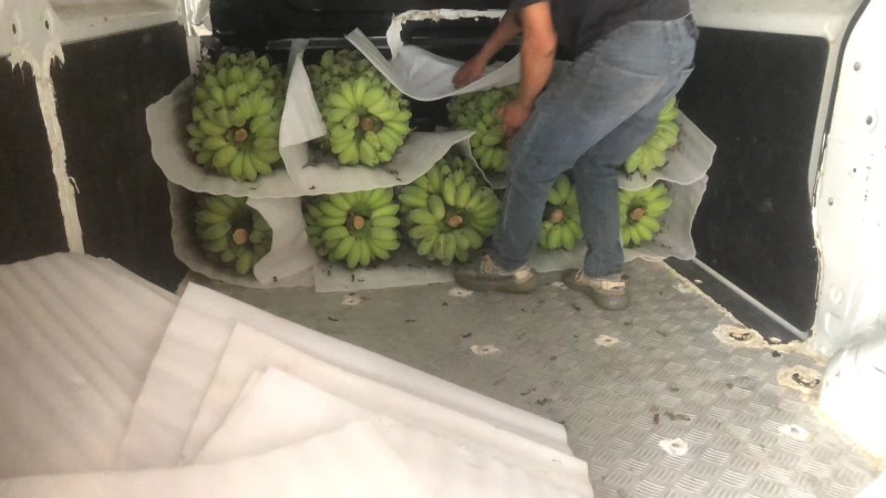 苹果香蕉大量上市，产地一手货源