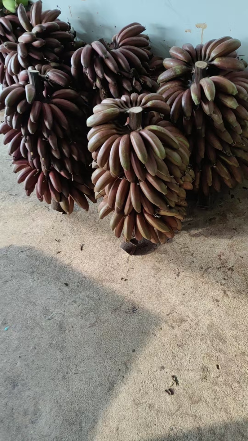 苹果香蕉大量上市，产地一手货源