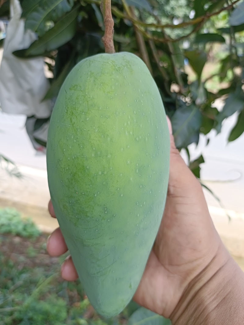 云南农民自种大青芒，质量保证，价格优惠！