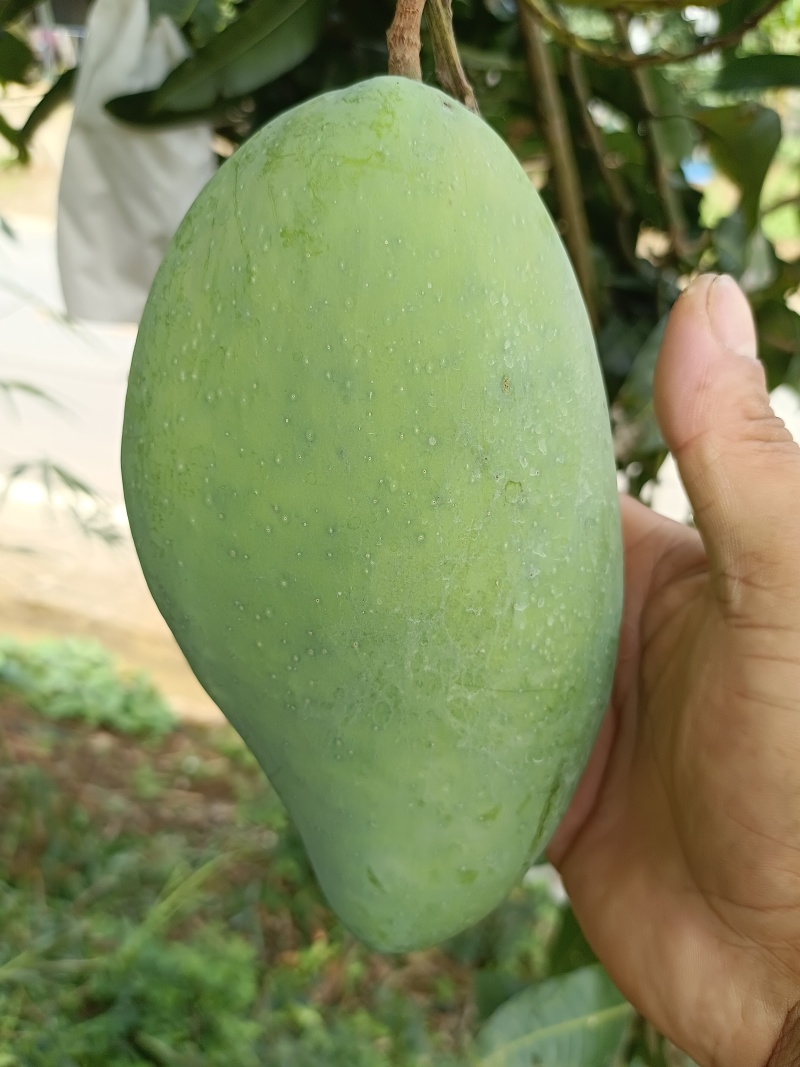 云南农民自种大青芒，质量保证，价格优惠！