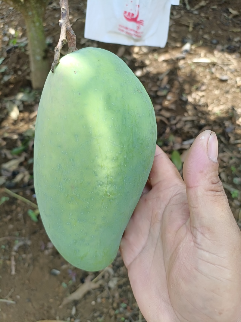 云南农民自种大青芒，质量保证，价格优惠！