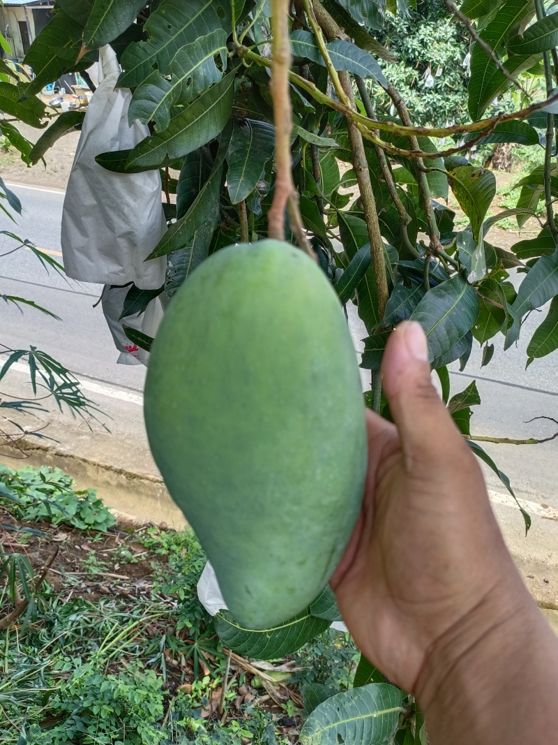 云南农民自种大青芒，质量保证，价格优惠！