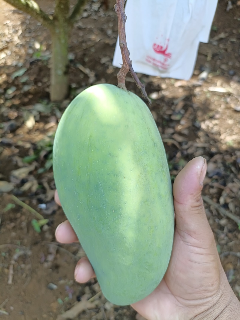 云南农民自种大青芒，质量保证，价格优惠！