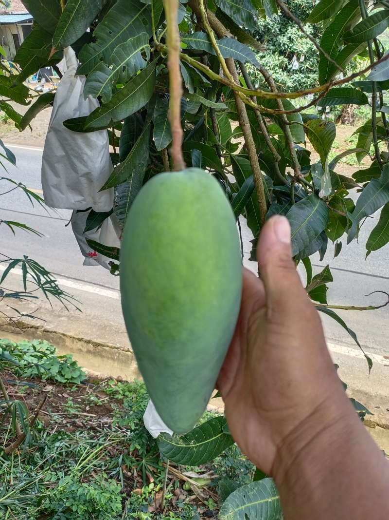 云南农民自种大青芒，质量保证，价格优惠！