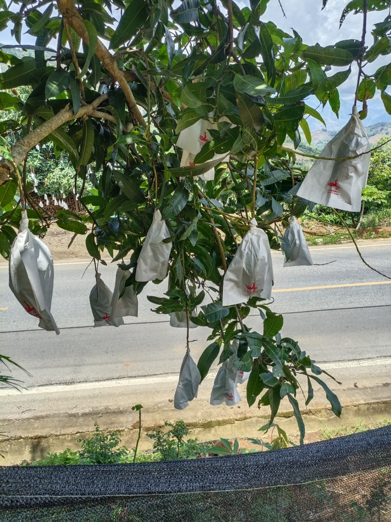 云南农民自种大青芒，质量保证，价格优惠！