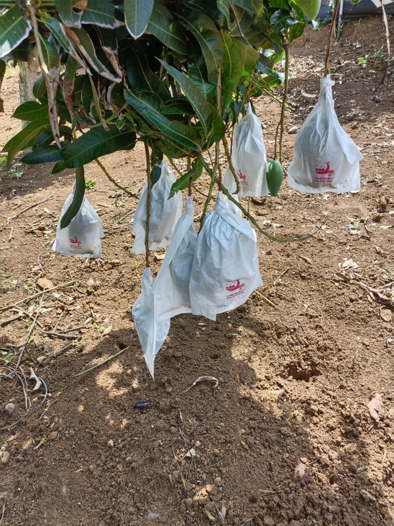 云南农民自种大青芒，质量保证，价格优惠！