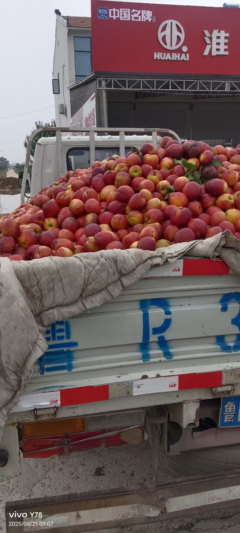 油桃安徽油桃，产地直发，规格齐全，对接市场批发商
