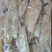 鲜冻比管鱼，海兔，公母混搭，质量很好