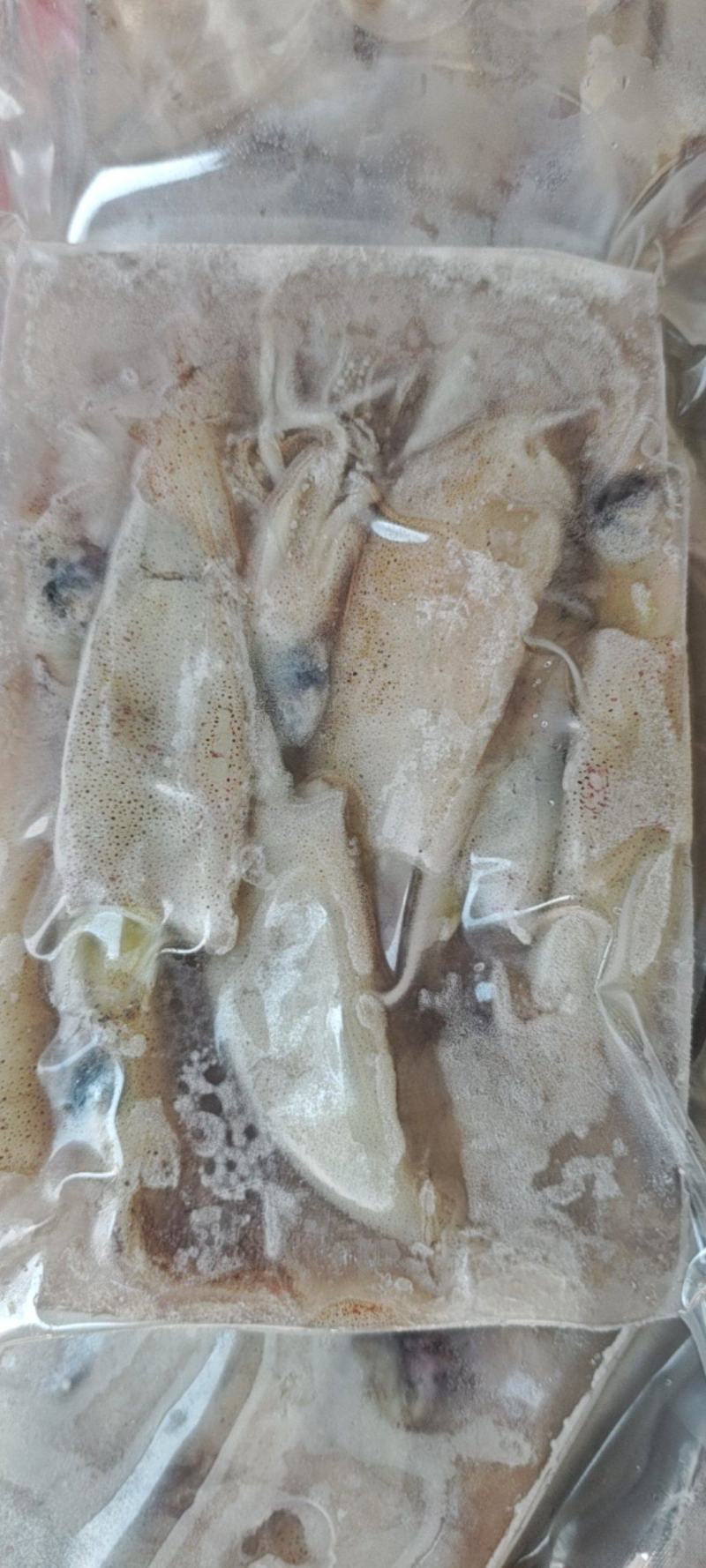 鲜冻比管鱼，海兔，公母混搭，质量很好