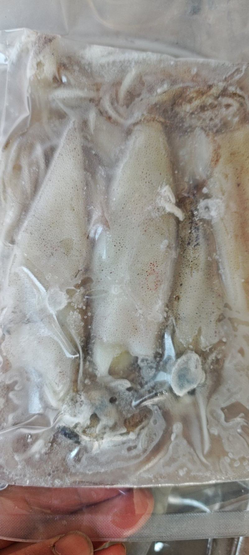 鲜冻比管鱼，海兔，公母混搭，质量很好