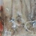 鲜冻比管鱼，海兔，公母混搭，质量很好