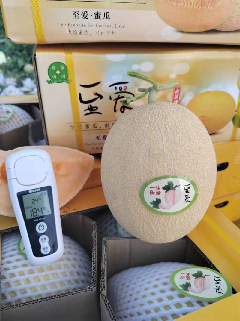 新疆哈密瓜25号金色年华蜜瓜大量上市产地直发一手货源诚信