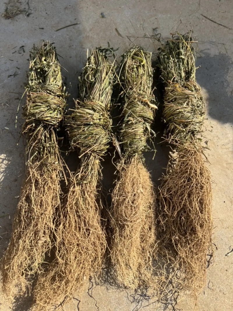 产地直供徐长卿，干货足效品质优，欢迎合作