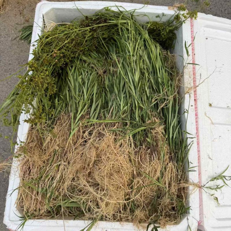 徐长卿鲜货，现挖现发，品质保证，自产自销