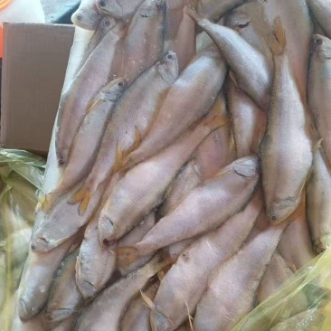 黄鲫子鱼