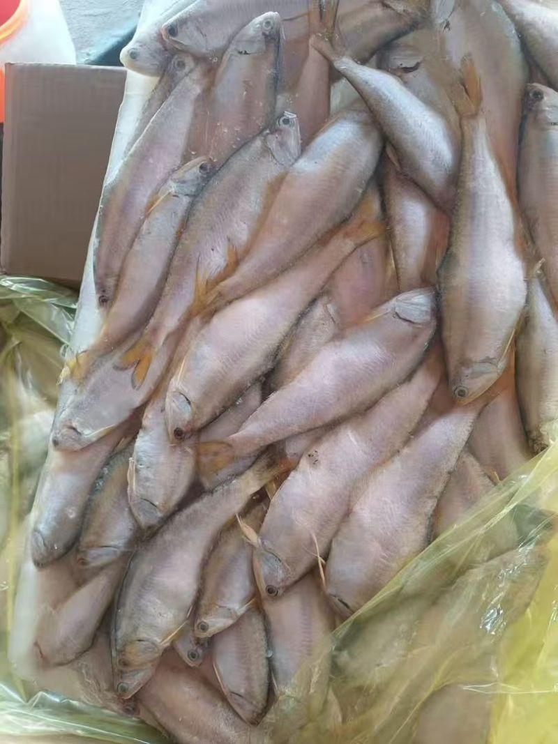 黄鲫子鱼