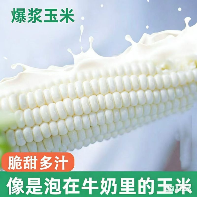 爆浆牛奶玉米，可以生吃的玉米，口感嫩甜，糖度18