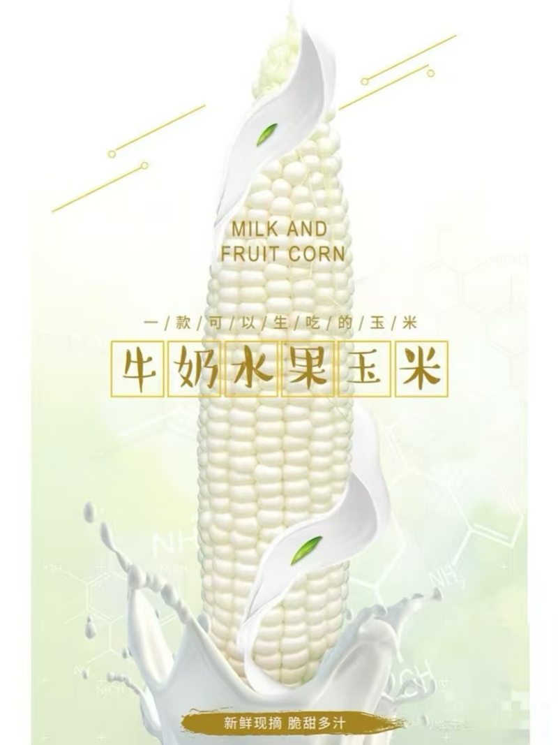 爆浆牛奶玉米，可以生吃的玉米，口感嫩甜，糖度18