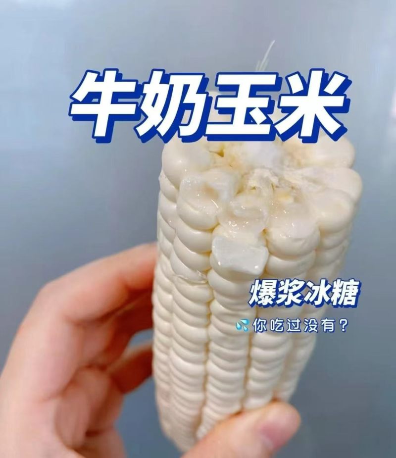 爆浆牛奶玉米，可以生吃的玉米，口感嫩甜，糖度18