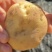 高山土豆马尔科